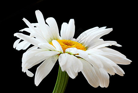 美丽的菊花花黄色白色草本植物宏观花瓣洋甘菊草本植物花园黑色图片
