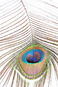 孔雀羽毛眼睛装饰蓝色彩虹绿色风格棕色白色尾巴图片