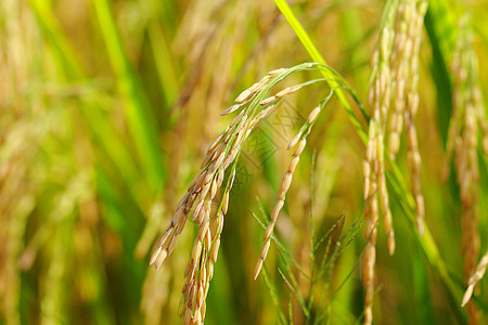 大米 闭饭场地农场乡村粮食场景植物玉米核心农业耳朵图片