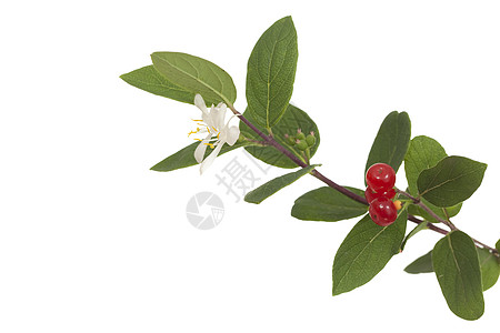 蜂蜜带植物群宏观叶子红色植物白色忍冬水果图片
