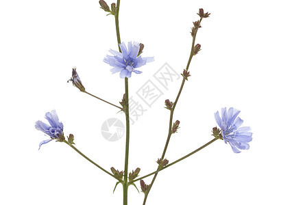 圆环野花紫色宏观草本植物植物草药叶子药物图片