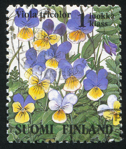 维奥拉三彩色color历史性信封邮资邮件花序雌蕊花冠花期集邮植物群图片