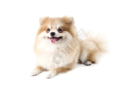 可爱的波美拉尼狗白对白影棚照片小狗犬类宠物颜色棕色白色动物纯种狗图片