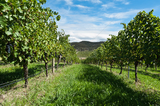 阳光明媚的一天 在葡萄树上排行植物收成叶子葡萄园蓝色酒厂水果晴天国家食物图片