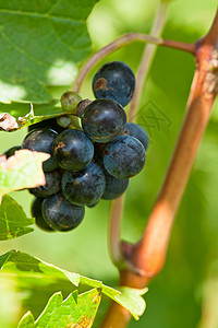 在收割前就开红酒葡萄酒厂国家收成蓝色植物阳光晴天藤蔓水果爬坡图片
