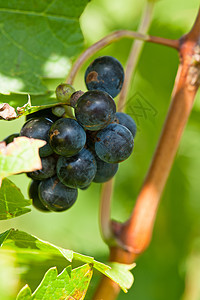 在收割前就开红酒葡萄酒厂国家收成蓝色植物阳光晴天藤蔓水果爬坡图片