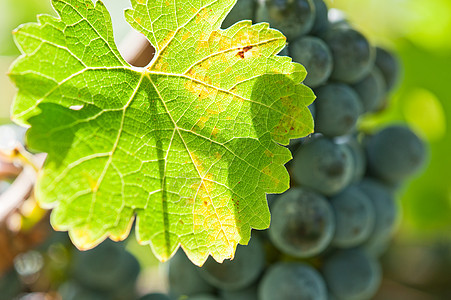 在收割前就开红酒葡萄晴天收成紫色爬坡食物阳光酒厂水果葡萄园叶子图片