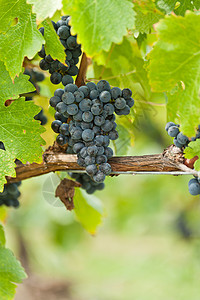 在收割前就开红酒葡萄国家食物爬坡植物紫色酒厂晴天收成藤蔓水果图片