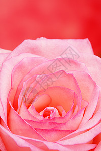 玫瑰花瓣蔷薇植物群宏观背景图片