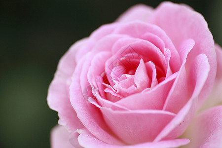 在花园中美丽的玫瑰植物绿色花粉树叶红色园艺背景图片