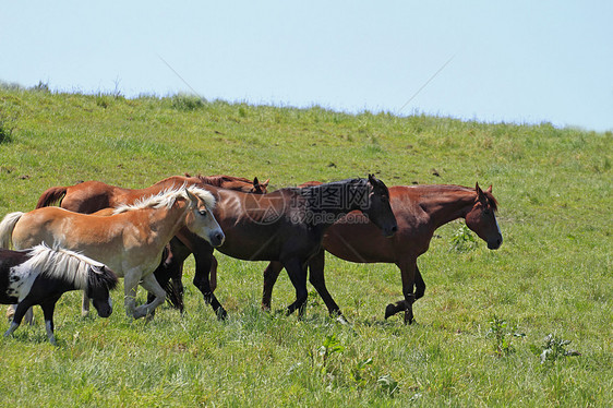 马和马植被绿色植物绿色黑色动物群野生动物农场板栗趣味植物群图片