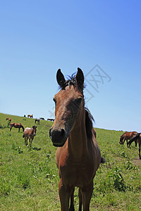 马和马棕色牧场植物群天空植被黑色良种赛马板栗趣味图片