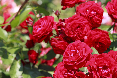 在花园中美丽的玫瑰树叶园艺植物红色绿色花粉背景图片