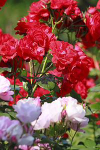 在花园中美丽的玫瑰树叶绿色园艺红色植物花粉背景图片