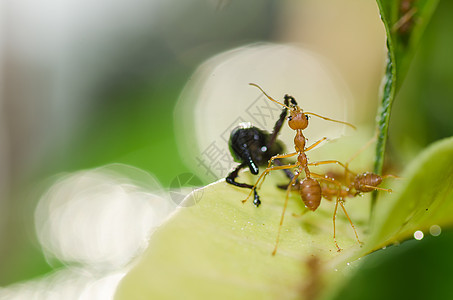 绿色性质的红蚂蚁团队合作宏观生物昆虫水平工人损害漏洞橙子野生动物红色图片