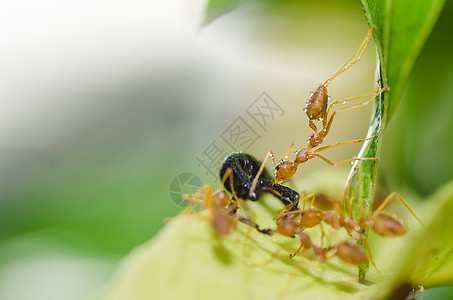 绿色性质的红蚂蚁团队合作损害昆虫生物漏洞宏观野生动物橙子红色工人水平图片