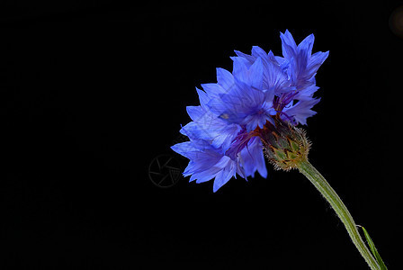 美丽的花椰花草本草本植物紫色野花植物花瓣绿色花朵青色蓝色图片