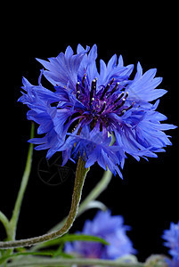 美丽的花椰花植物绿色青色花瓣蓝色草本植物野花紫色草本黑色图片