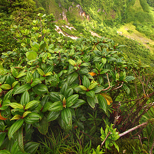 圣基茨热带热带植物图片