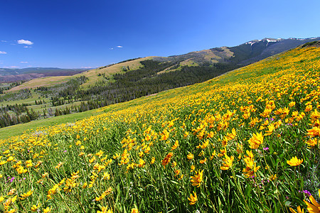 黄石公园夏季春风生态草原植被风景山坡绿地草地花朵场景旅行背景图片