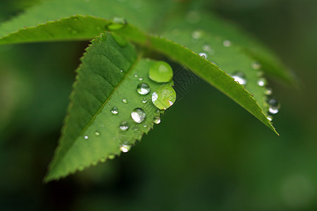 滴在绿药草上的雨运球细雨洪水宏观植物植物群细流眼泪活力环境背景图片