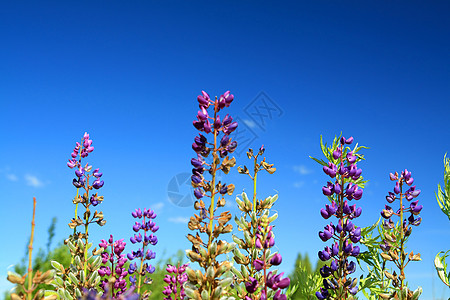 蓝底蓝蓝色绳子脆弱性植物场景后代柔软度草地生长杂草自由生活图片