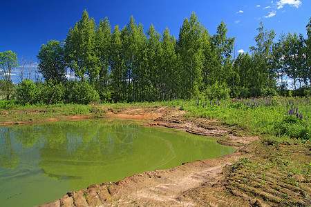 夏季木柴中的绿湖水域支撑风景环境场地藻类森林腐烂微生物公园图片
