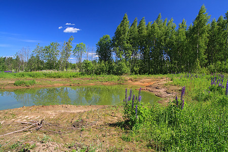 夏季木柴中的绿湖草地旅行微生物植物群场地风景生态叶子藻类树木图片