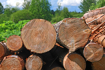 树上的锯木日志柴堆碎片森林树液资源木材薪柴戒指主食图片