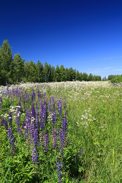 夏季露天蓝葡萄山草本植物草地杂草后代自由植物蓝色生长生活植物学图片