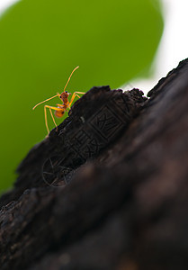 红蚂蚁昆虫腰部红色集体工作宏观叶子工人热带森林图片