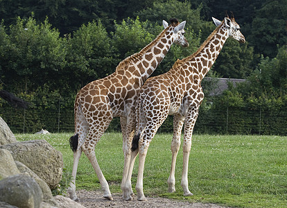 两只长颈鹿脖子动物园野生动物网状水平动物女性哺乳动物男性草食性图片
