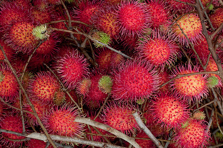 拉布坦植物收成季节食物营养果味维生素树叶热带种子图片