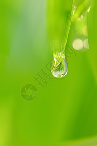 大水滴宏观植物叶子环境生长阳光雨滴草地树叶花园图片