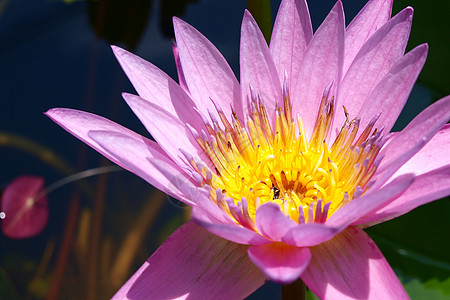 特写多彩紫色紫水百合花野花漂浮异国百合植物公园花瓣反射水池美丽图片