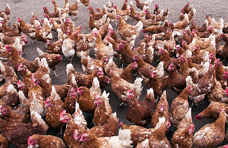鸡本鸡背景家禽母鸡累犯笼子农场波峰栅栏谷仓棕色金属图片