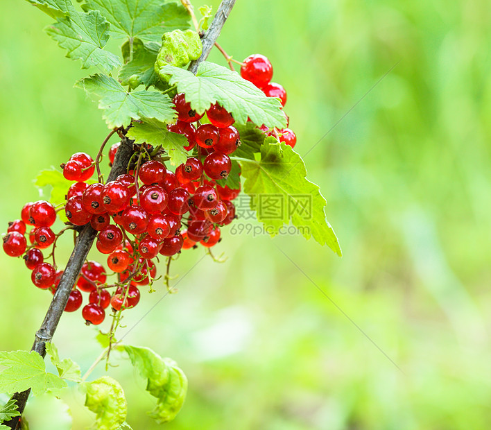 红草丛农场衬套醋栗小吃叶子营养水果植物甜点树叶图片