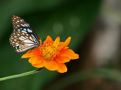 墨西哥向日葵上的蝴蝶橙子黄色花瓣女王底面花园昆虫黑色翅膀图片