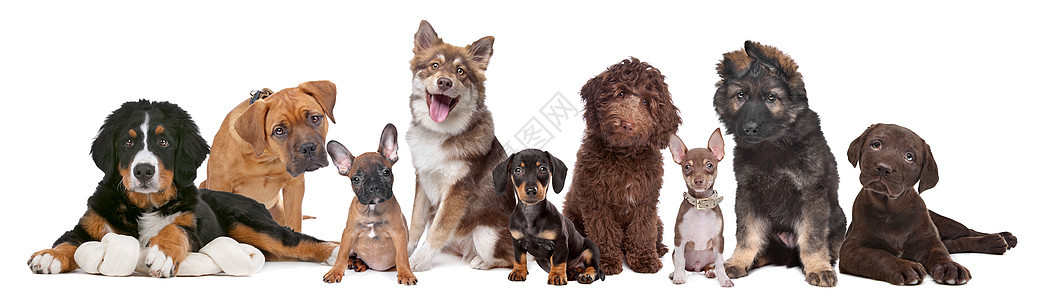大型小狗群舌头短发犬类长发朋友团体小动物典当说谎工作室图片