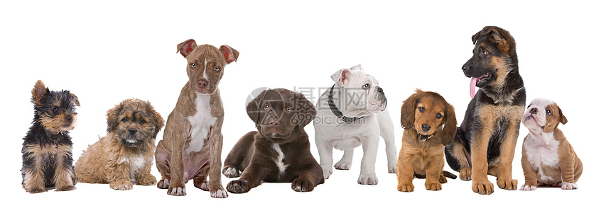 大型小狗群犬类哺乳动物一代朋友工作室白色舌头团体婴儿斗牛犬图片