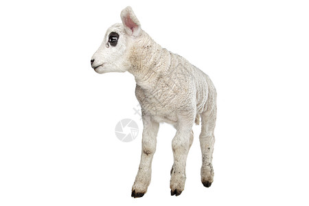 羔羊家畜农业动物工作室哺乳动物白色婴儿背景图片