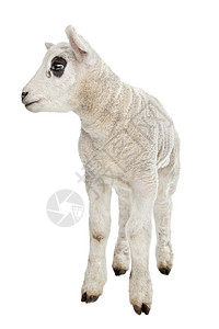 羔羊工作室白色家畜动物哺乳动物农业婴儿背景图片