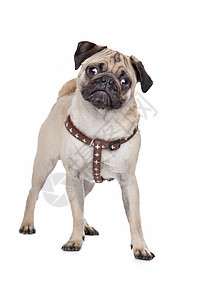 帕格狗狗棕色工作室宠物哺乳动物动物皱纹白色小狗血统褐色图片