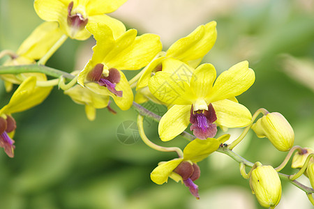 黄色石斛兰花杂交种绿色美丽紫色脆弱性植物热带活力花瓣植物群背景图片