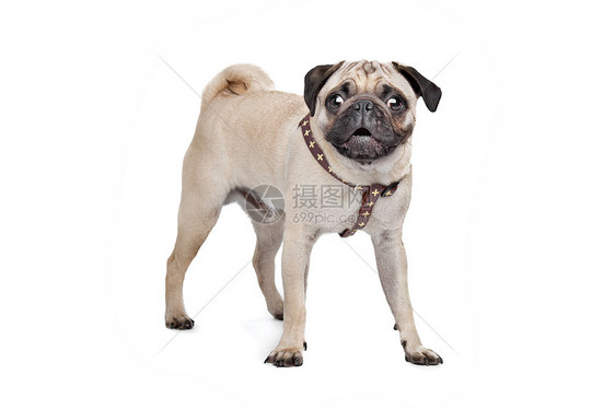 帕格狗狗皱纹棕色褐色家畜犬类宠物哺乳动物动物血统工作室图片