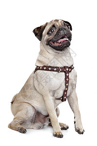 帕格狗狗小狗哺乳动物工作室褐色犬类宠物棕色白色血统家畜图片