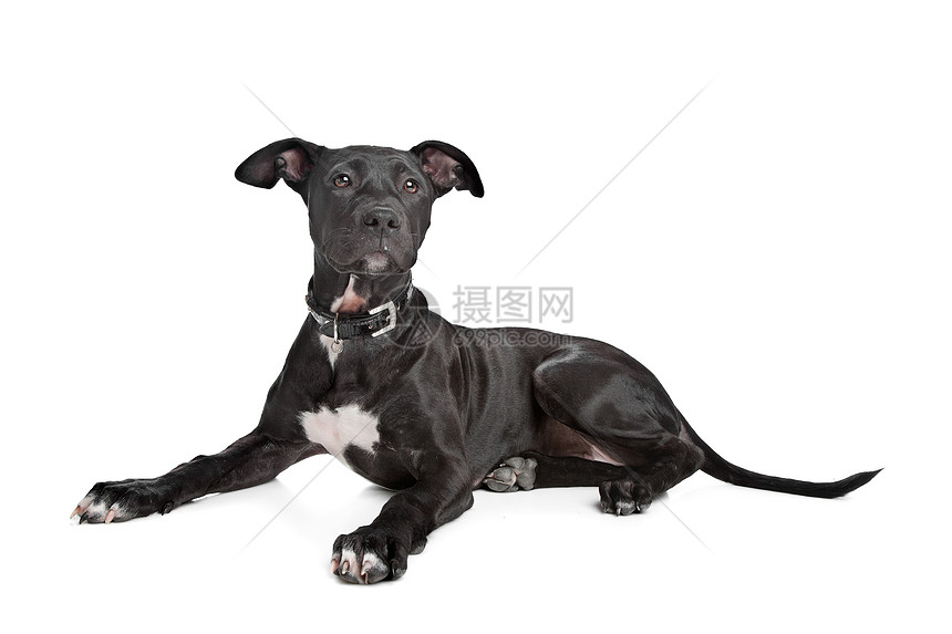 斗牛田小狗动物犬类职员猎犬哺乳动物斗牛犬纯种狗图片