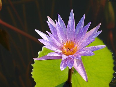 特写多彩紫色紫水百合花水池野花荷花宏观漂浮植被情调花园美丽植物图片