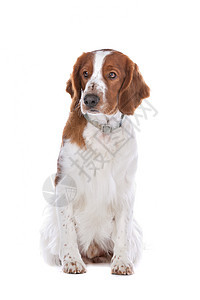 斯普林格 Spaniel哺乳动物猎人脊椎动物英语猎犬家畜宠物棕色犬类工作室图片