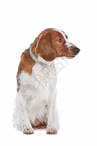斯普林格 Spaniel动物家畜棕色猎人脊椎动物犬类工作室猎犬哺乳动物宠物图片